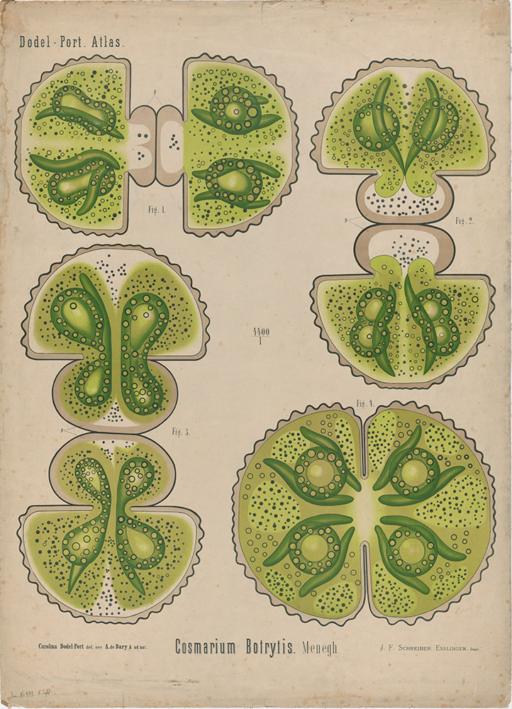 Botanische Wandtafel: Cosmarium Botrytis Zeichner: Dodel-Port, Carolina (1856-?) del sec. Bary, Anton de (1831-1888) & ad nat.