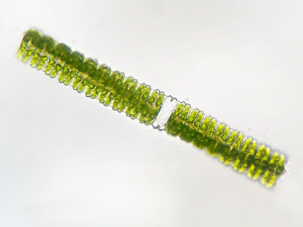 Sieralg (Desmidium swartzii)