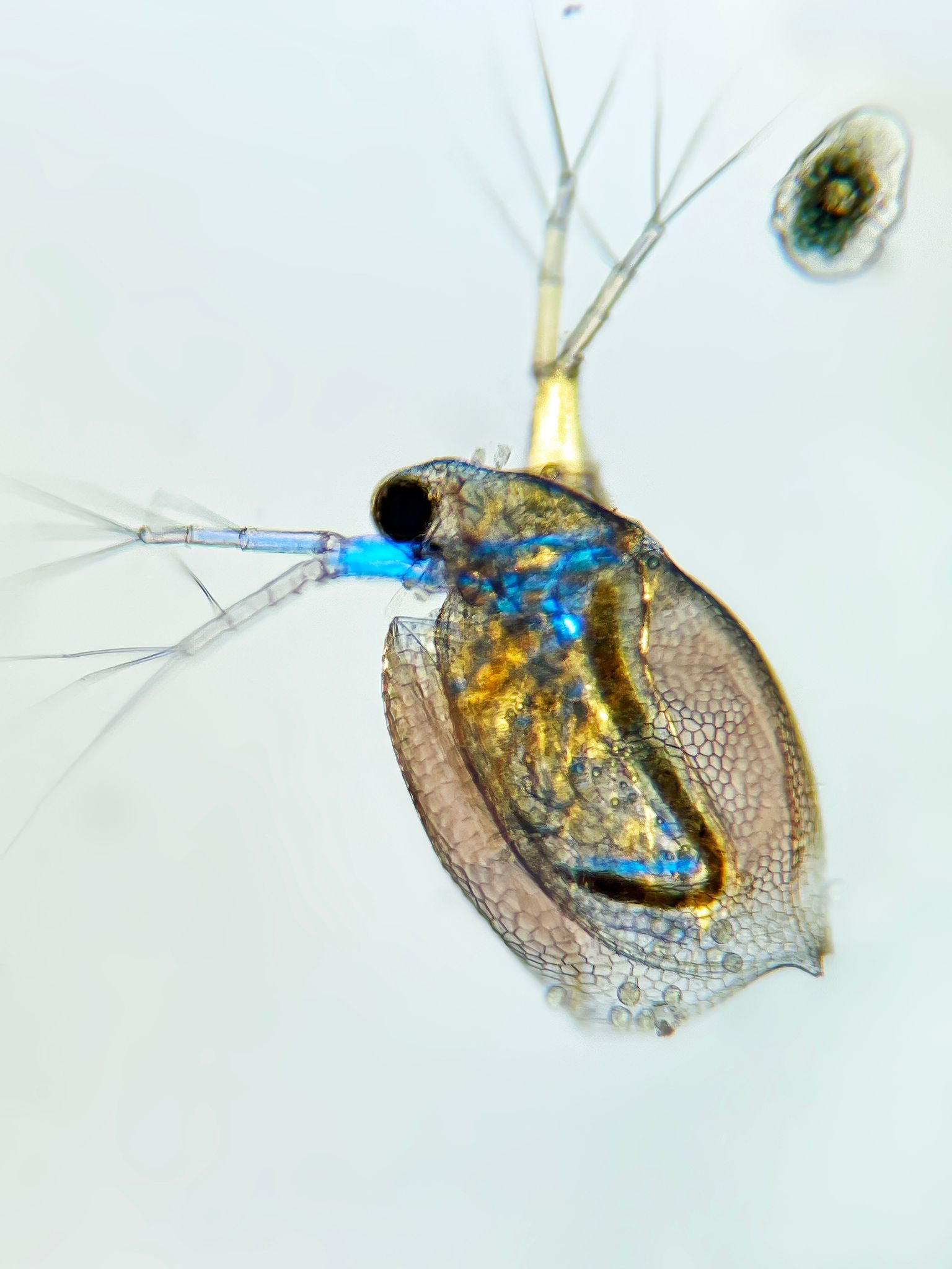 Watervlo (Ceriodaphnia)