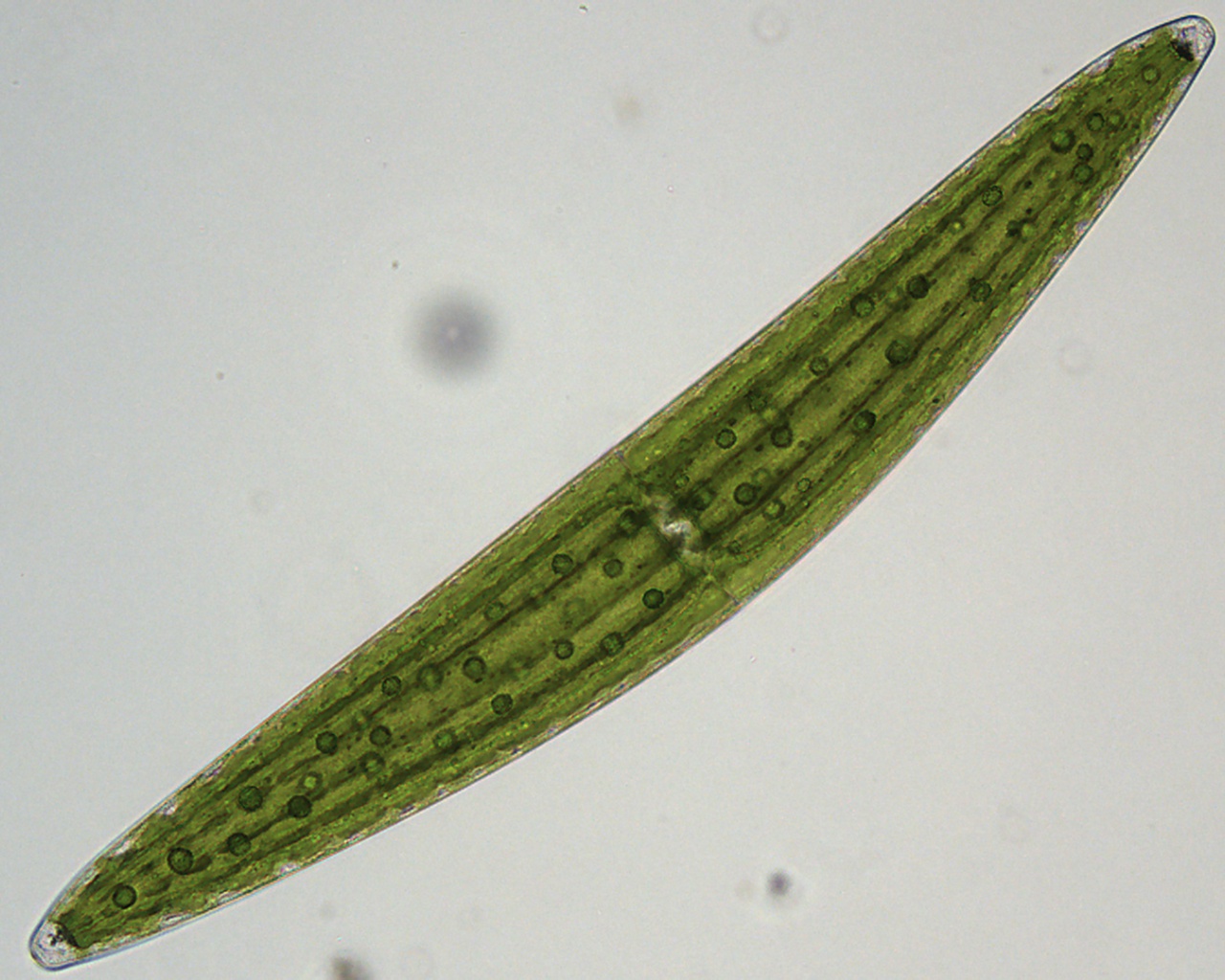 Vennendag 2025 Closterium lunula