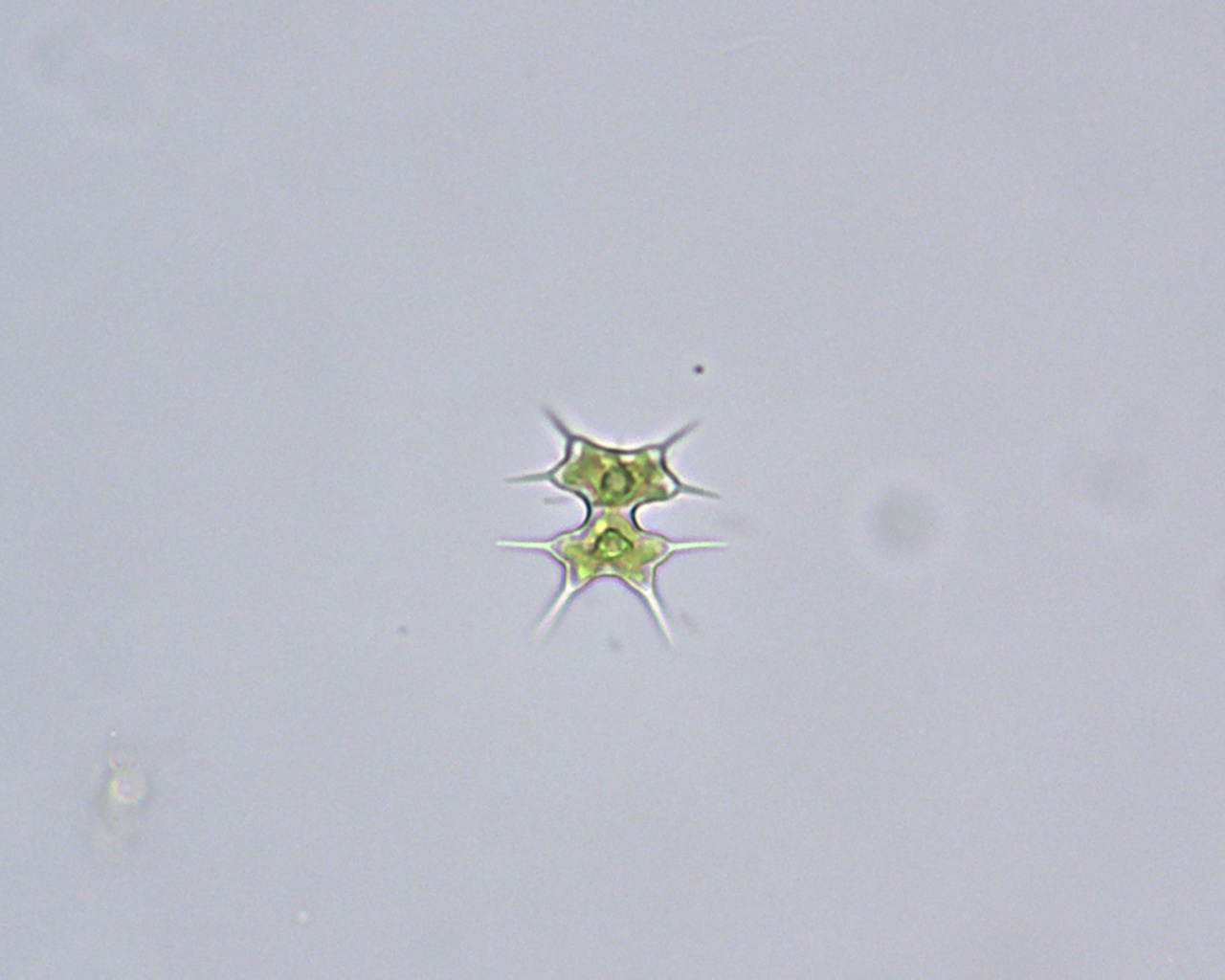 Vennendag 2025 Xanthidium octocorne