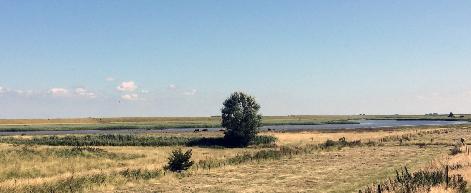 Dollard binnendijks, brak water