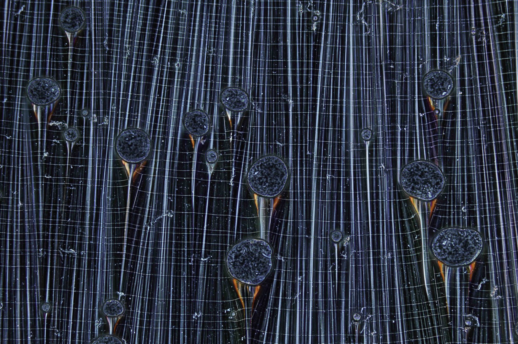 Kristallisatie van Hordenine, fasecontrast met polarisatie, totale vergroting van 200x