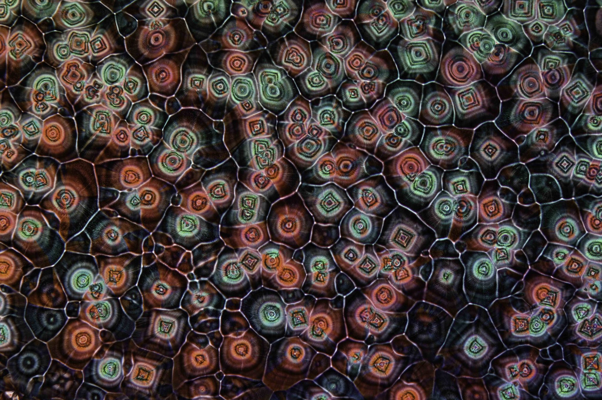 Kristallisatie van Kopersulfaat, fasecontrast met polarisatie, totale vergroting van 100x