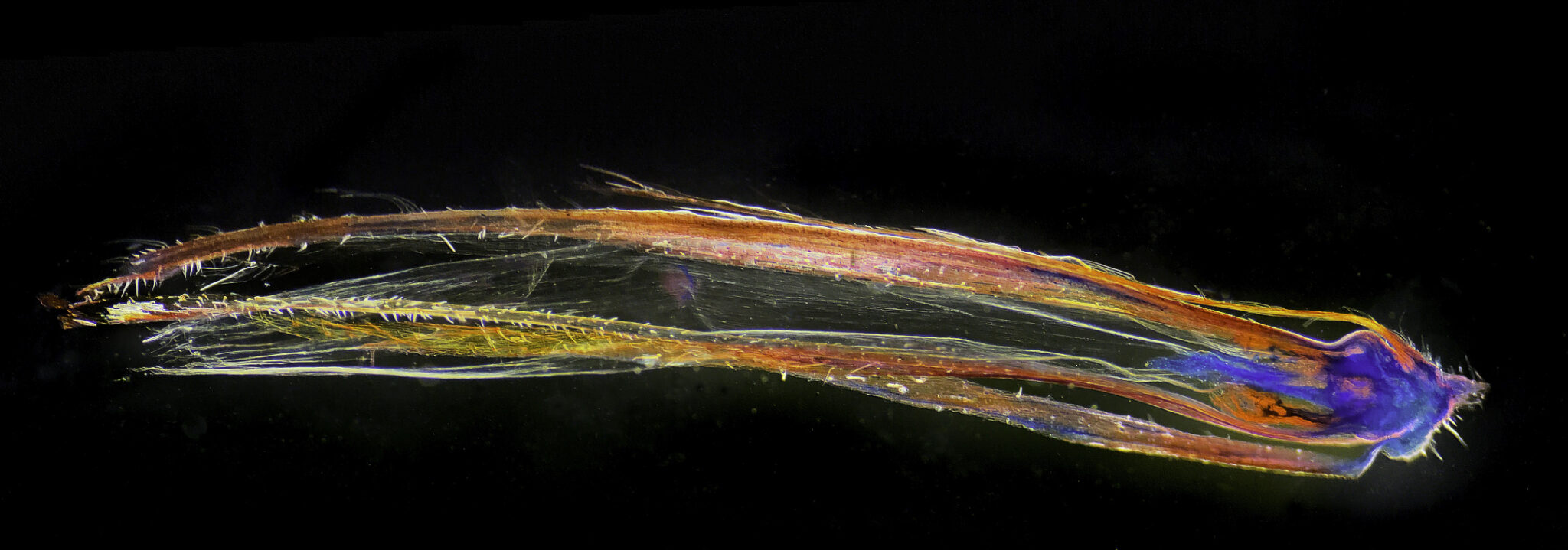 Dit is geen meteoor, maar een mannelijk bloempje van de mais