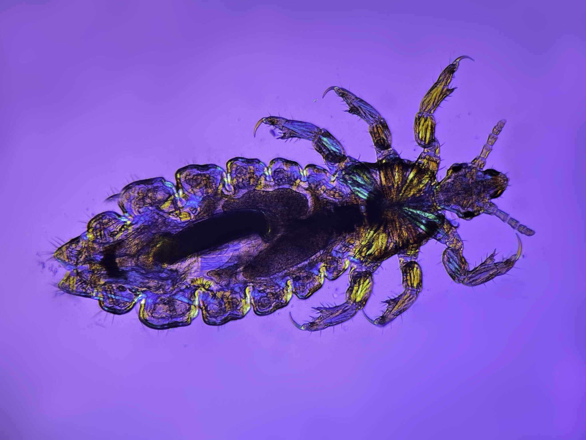 hoofdluis in gepolariseerd licht