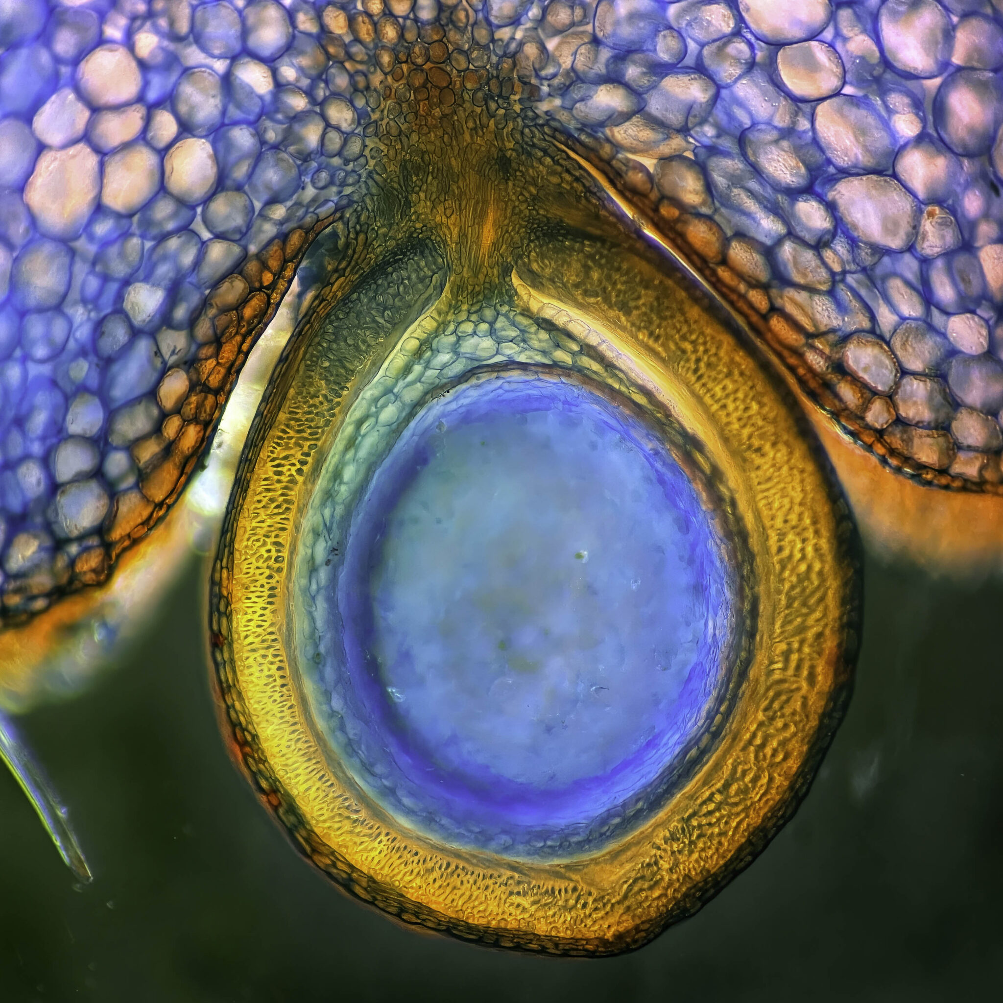 zaadje (vruchtje) op de huid van de aardbei