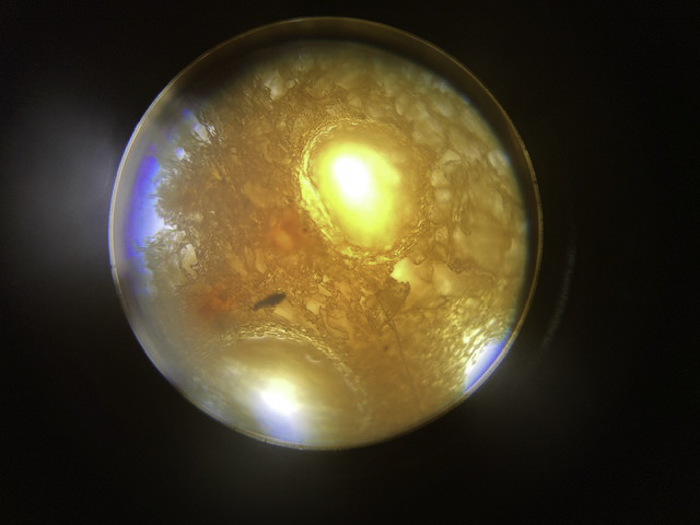 Een cel met etherische olie in een jeneverbes