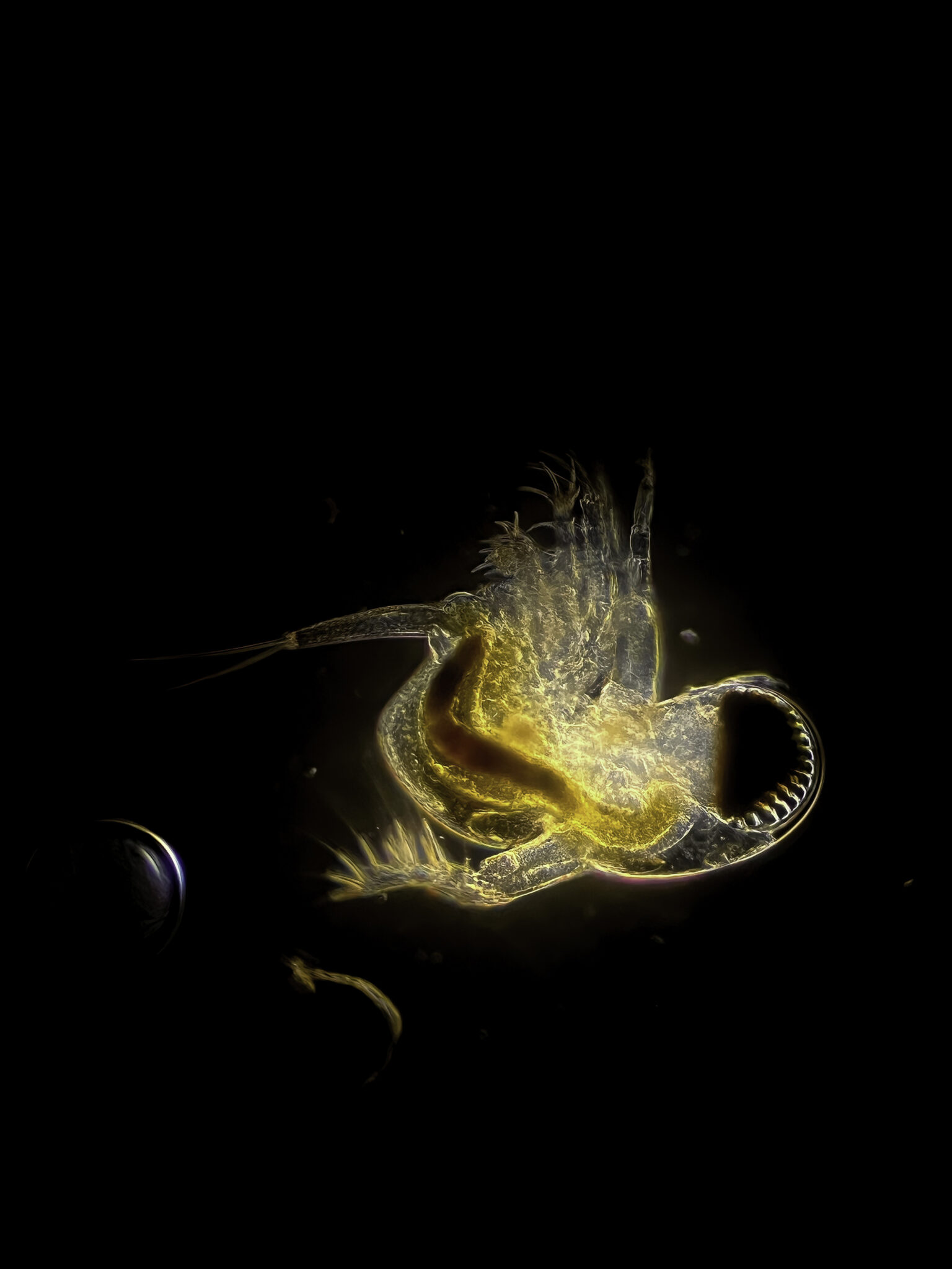 Grootoog watervlo Polyphemus pediculus