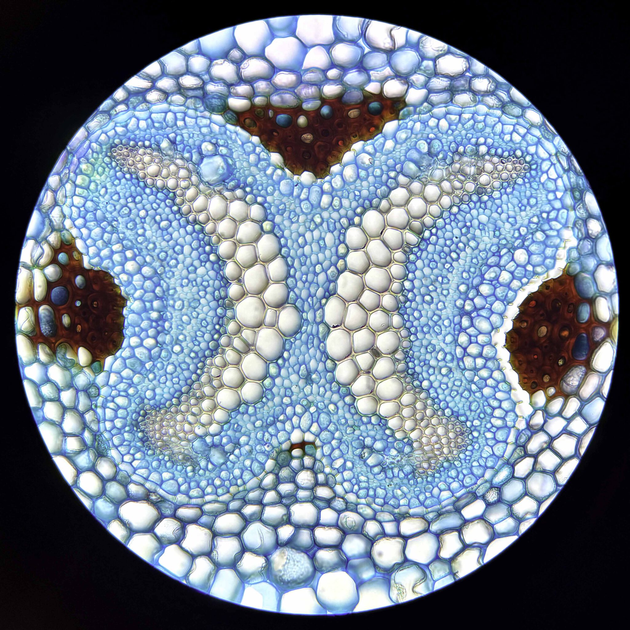 Vaatbundel van een tongvaren