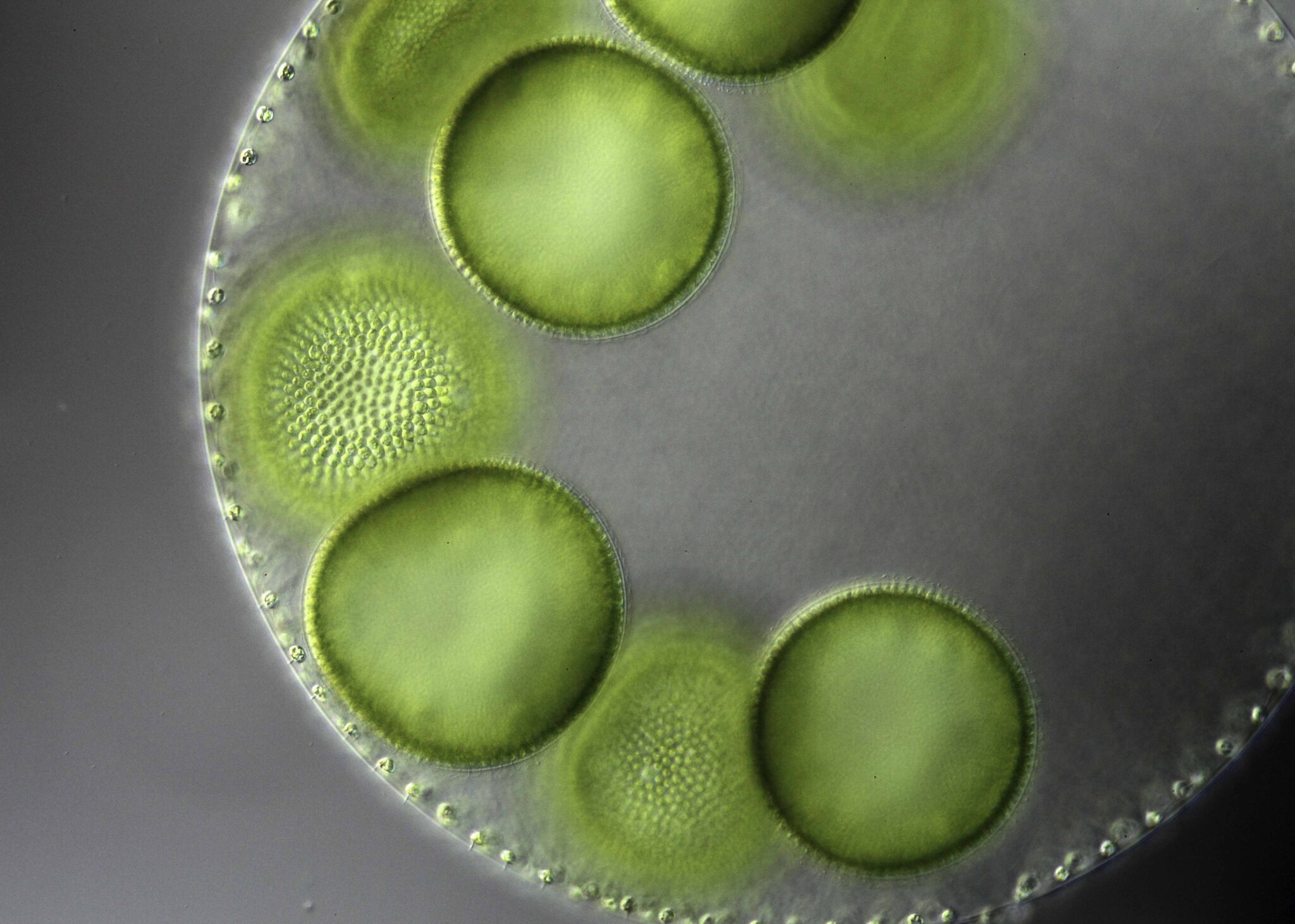 De (bijna) geboorte van een nieuwe groenalgfamilie, Volvox sp.