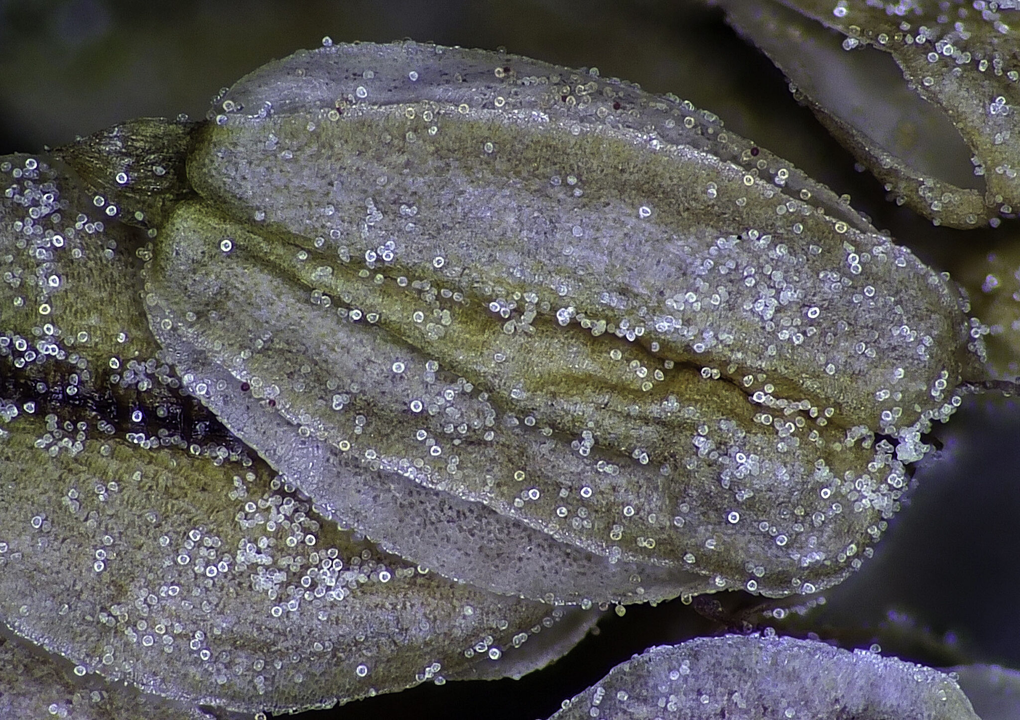 Een opname van Weegbreezaden en zijn pollen
