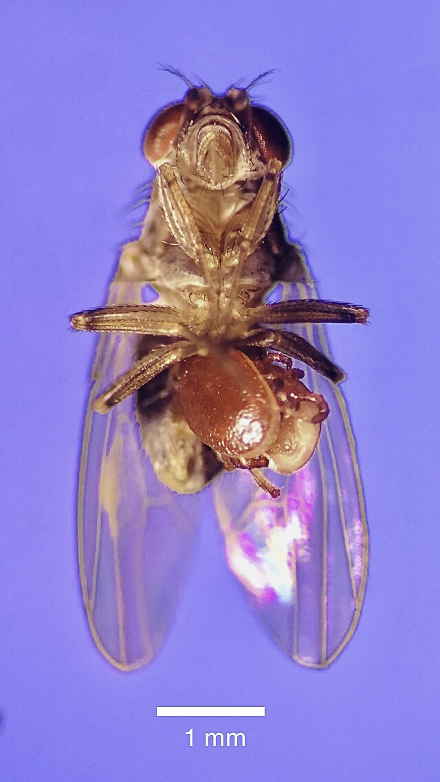 Twee(!) parasieten in de buik.