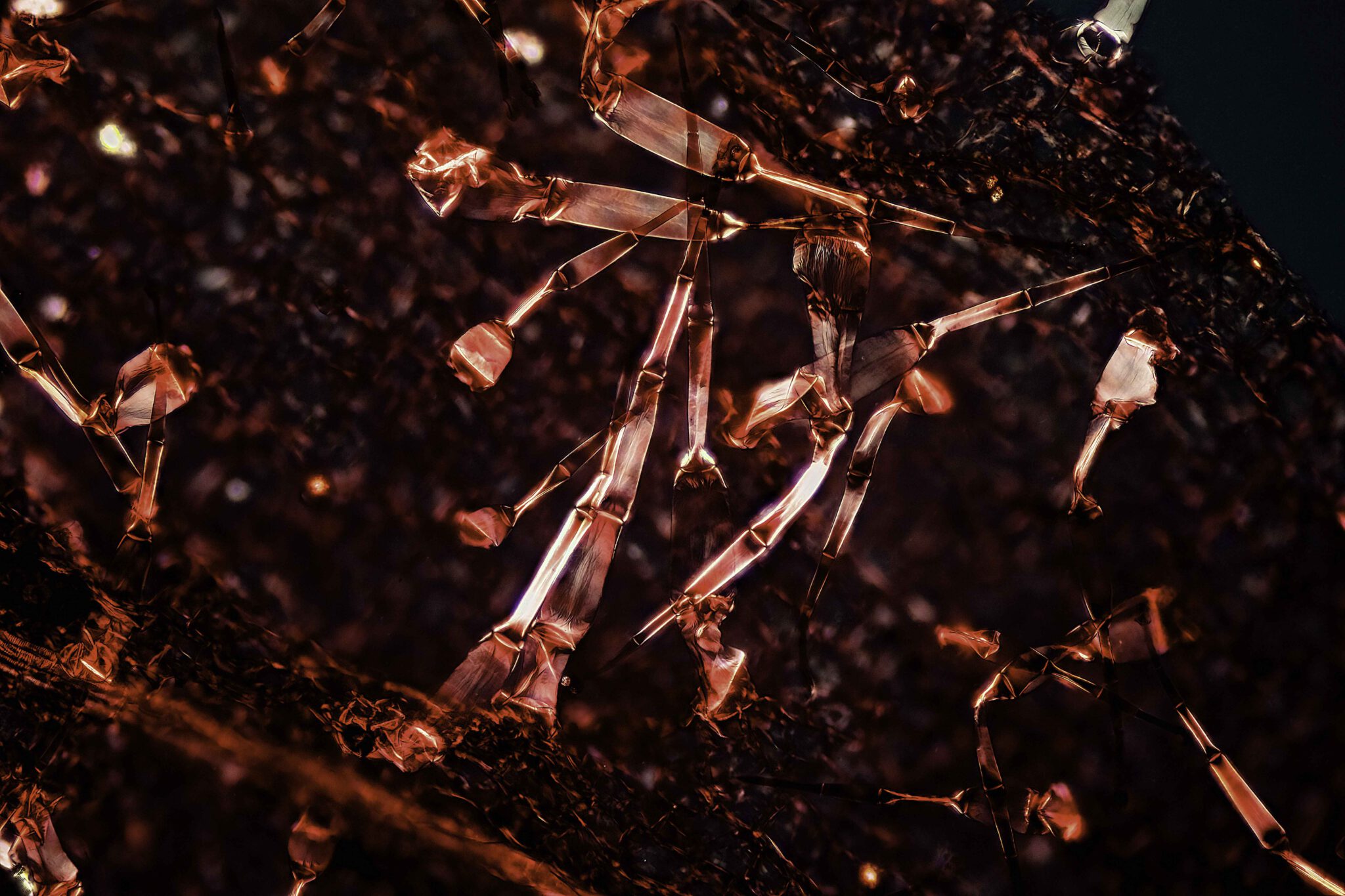 Trichomen-lipstickplant