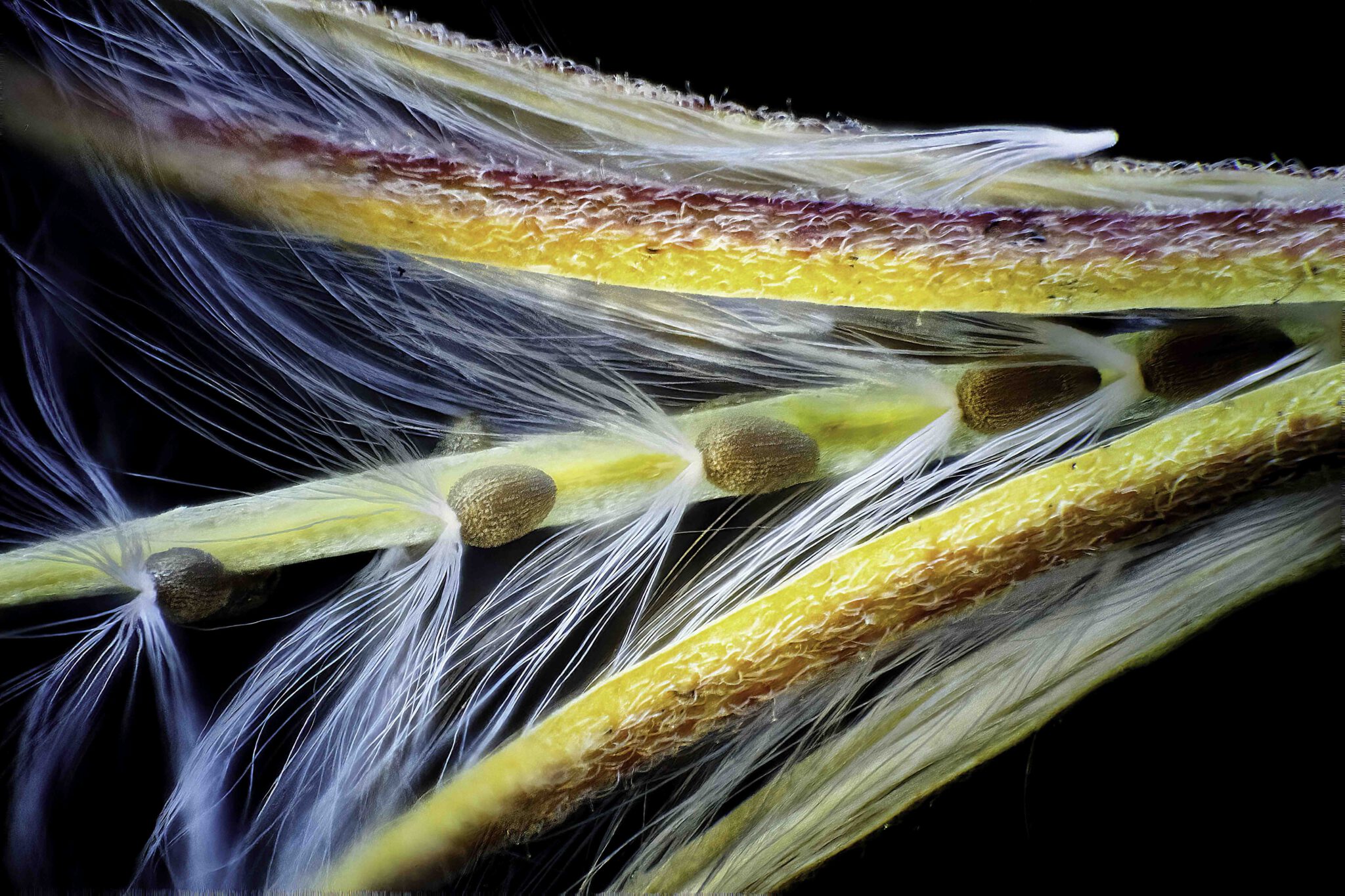 Grass seeds