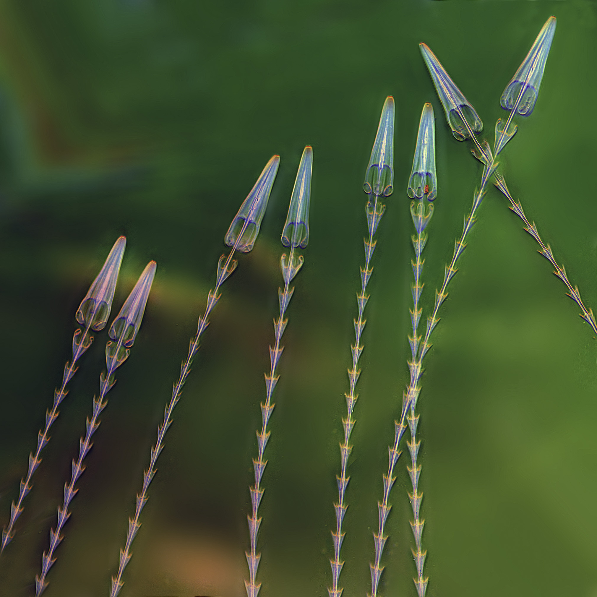 Haren larve museumkever, 100x olie immersie objectief interferentiecontrast