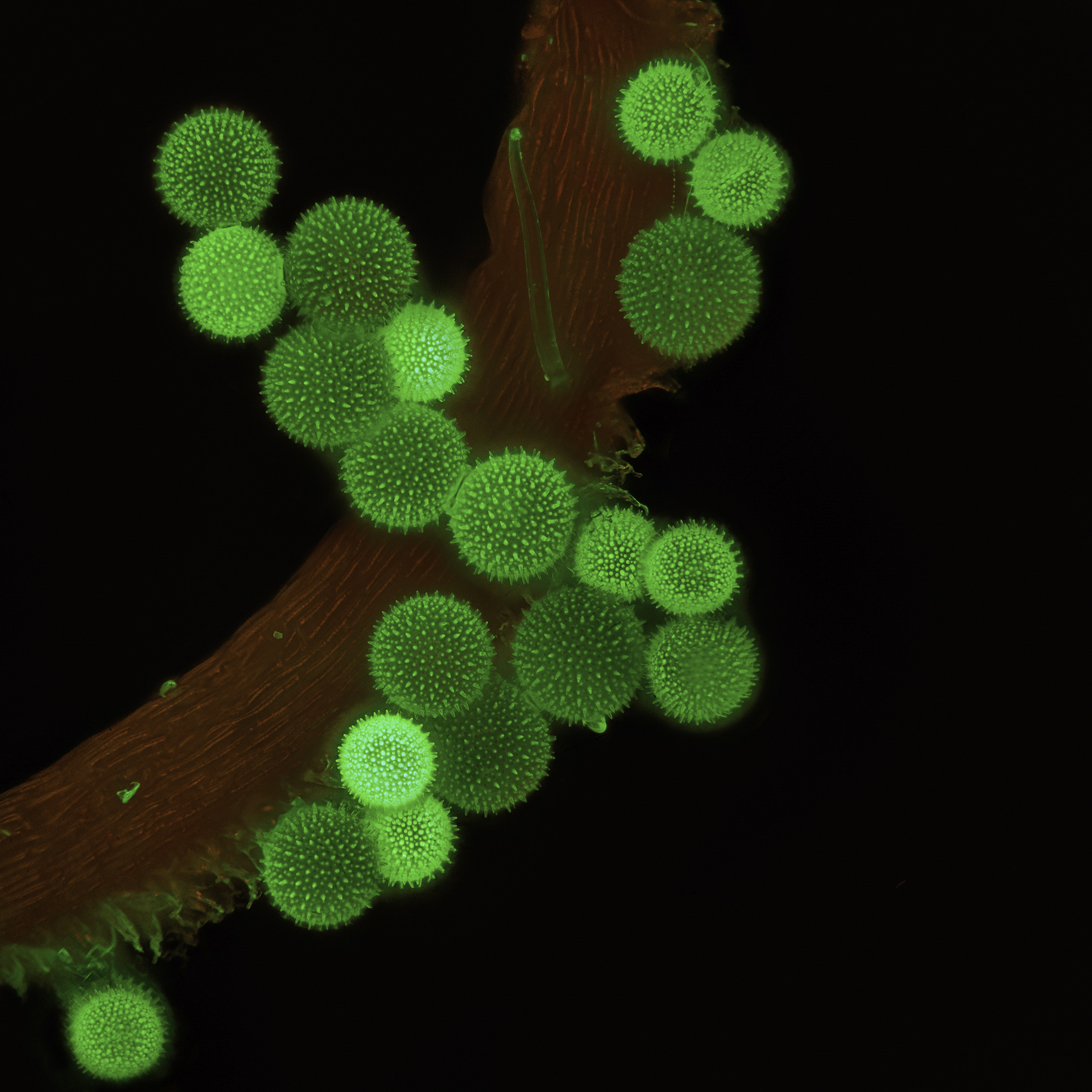 Stuifmeelkorrels van een stokroos op meeldraad, fluorescentie, 21x epi objectief