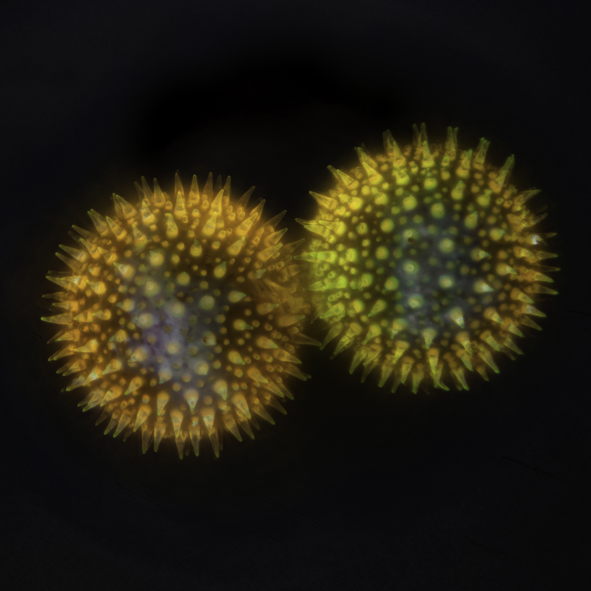Twee stuifmeelkorrels van een stokroos, acridine orange kleuring, 95x immersie epi objectief, fluorescentie.