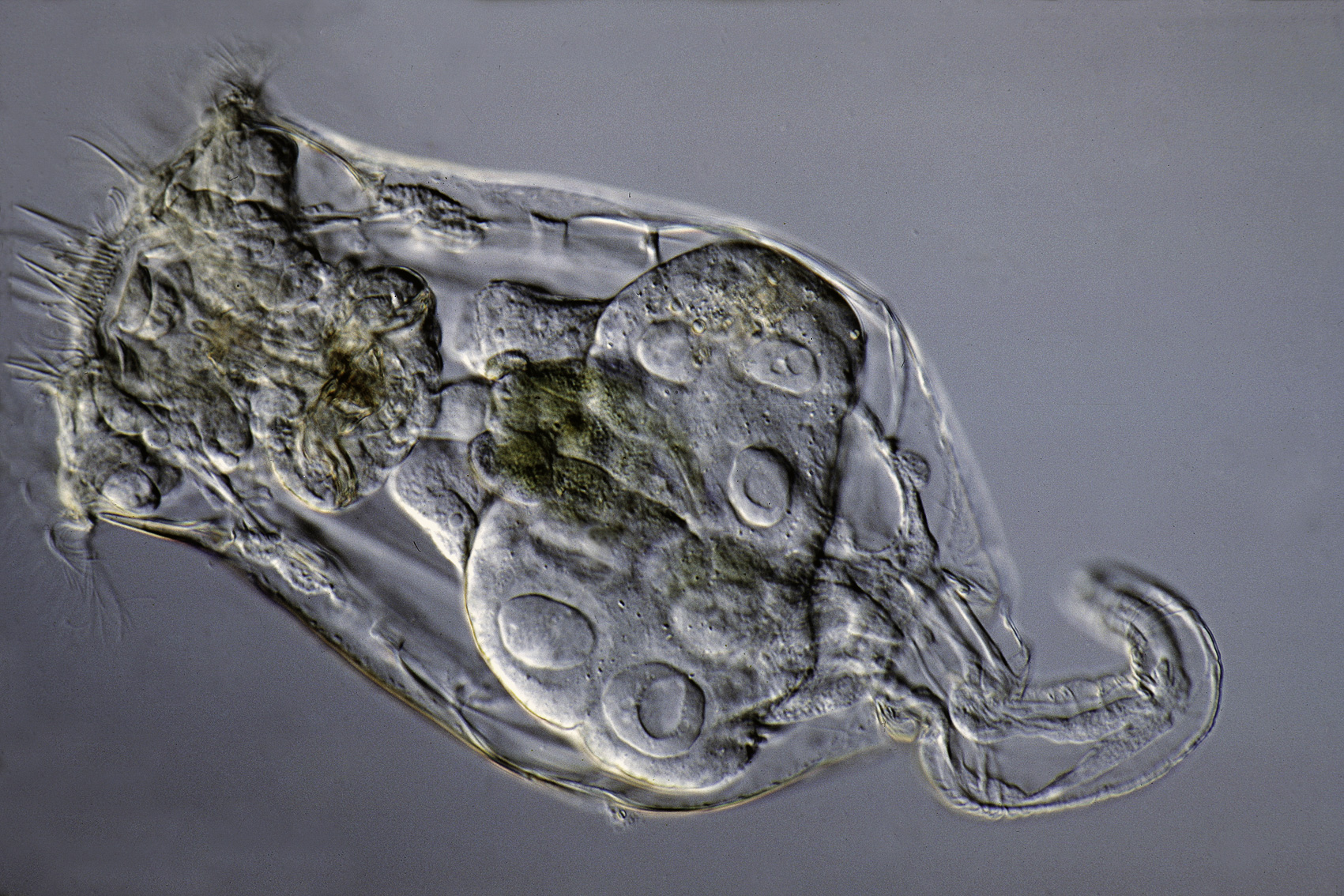 Brachionus angularis