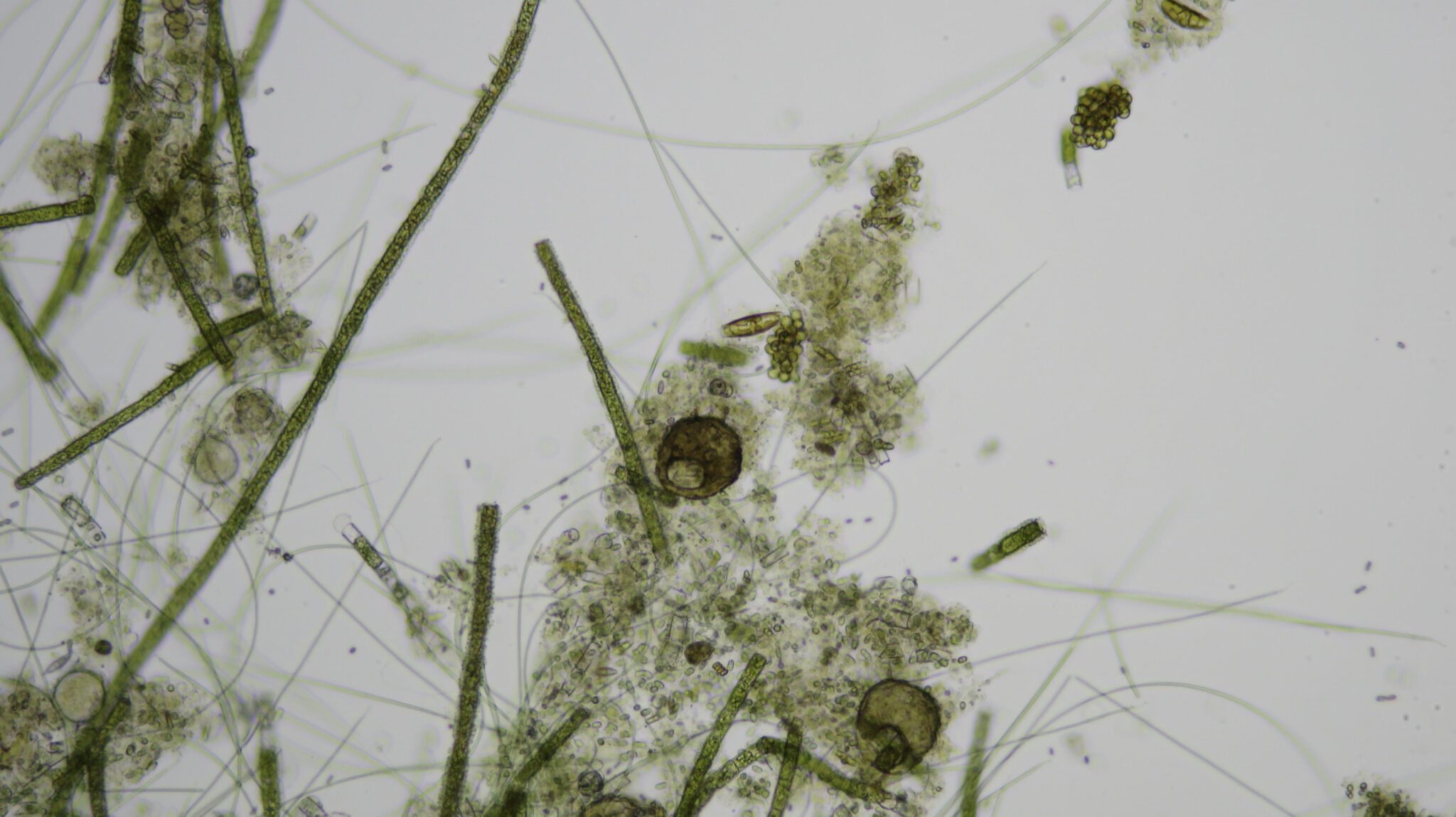 Herfst 2025 A: algen op de vijverwand 100x