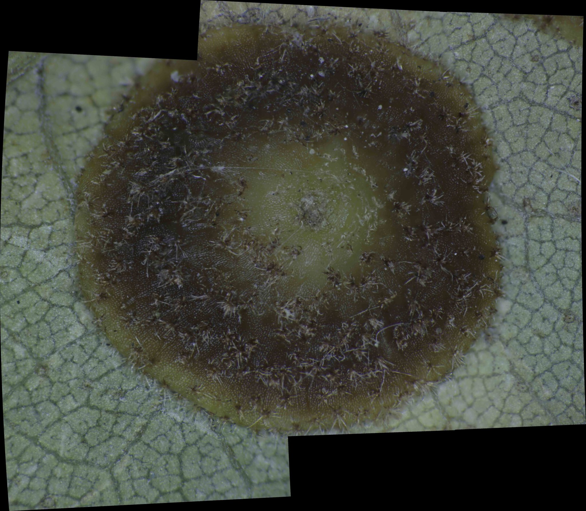 Herfst 2025 B: lensgal gestitched 50x