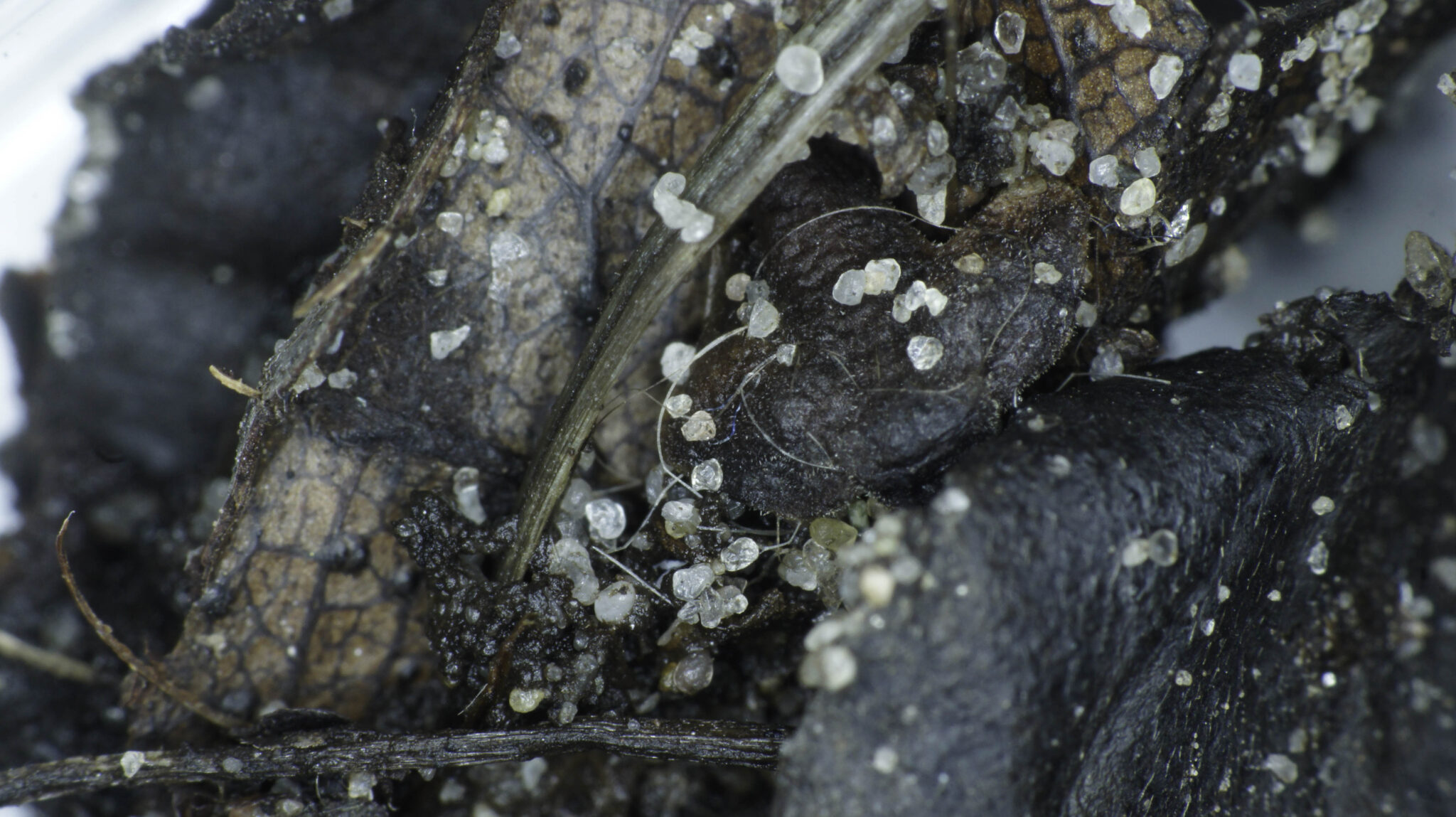 Herfst 2025 C: bladcompostjungle 10x