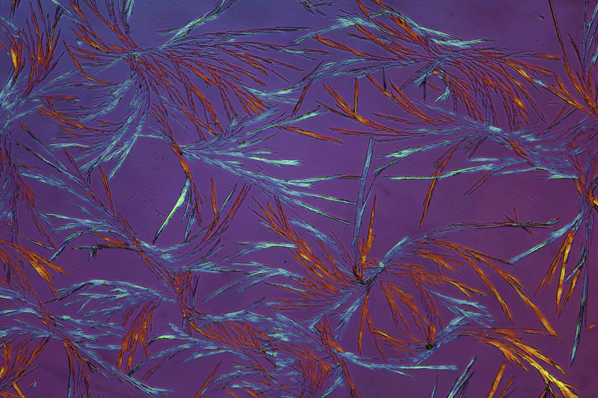 Kaneelzuur, 16x DIC met polarisatie en ¼ lamda