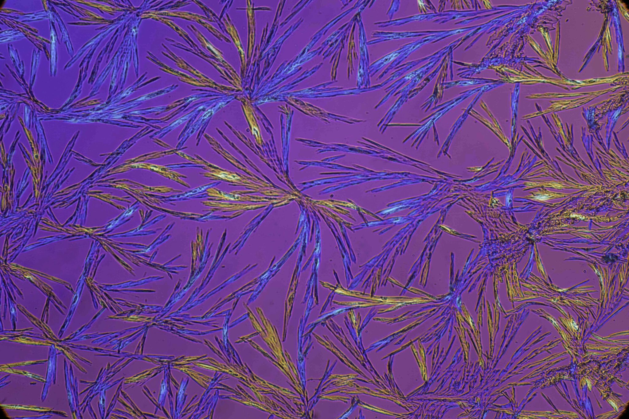 Kaneelzuur, 16x DIC met polarisatie en ¼ lamda