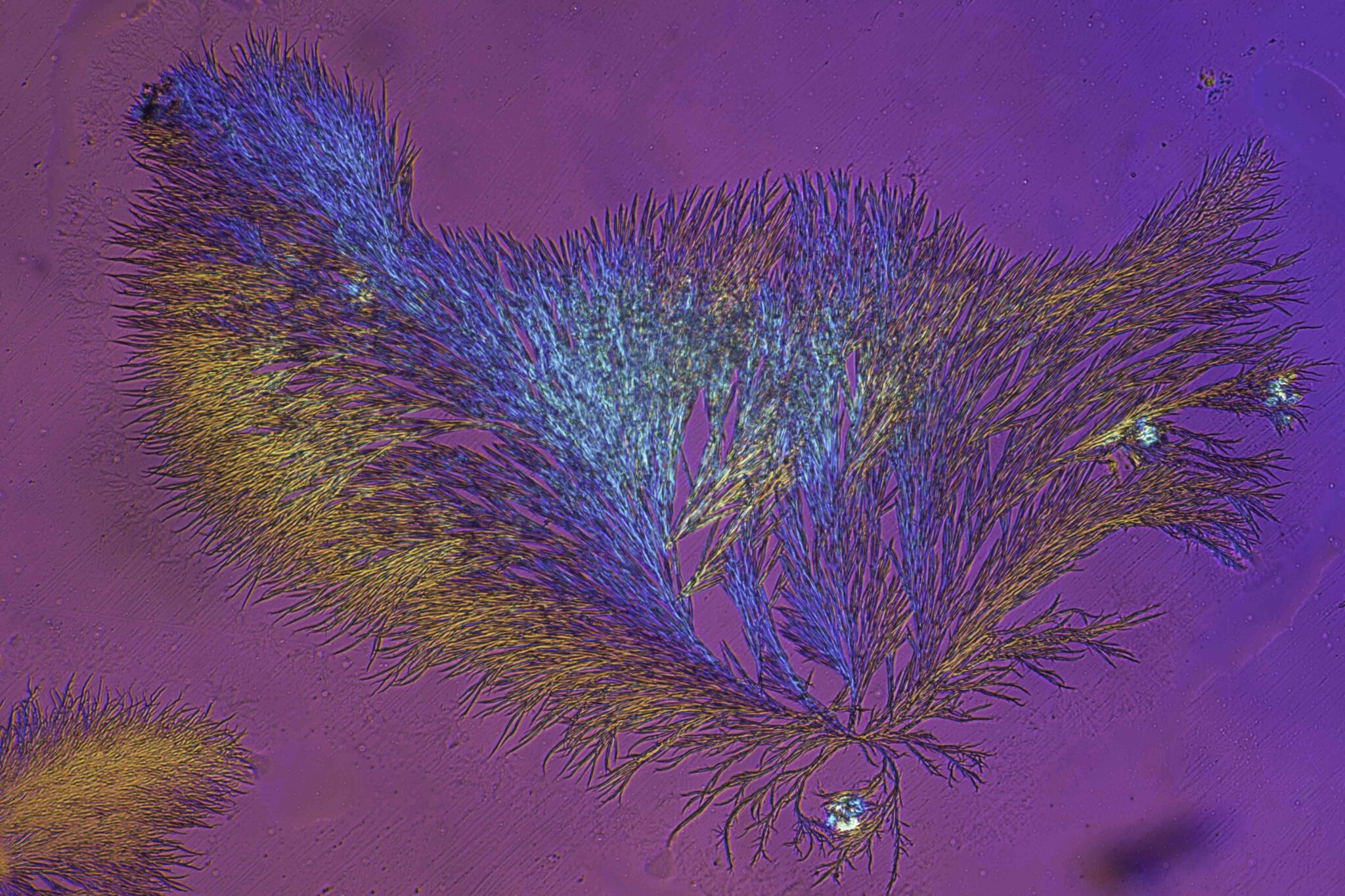 Kaneelzuur, 16x DIC met polarisatie en ¼ lamda