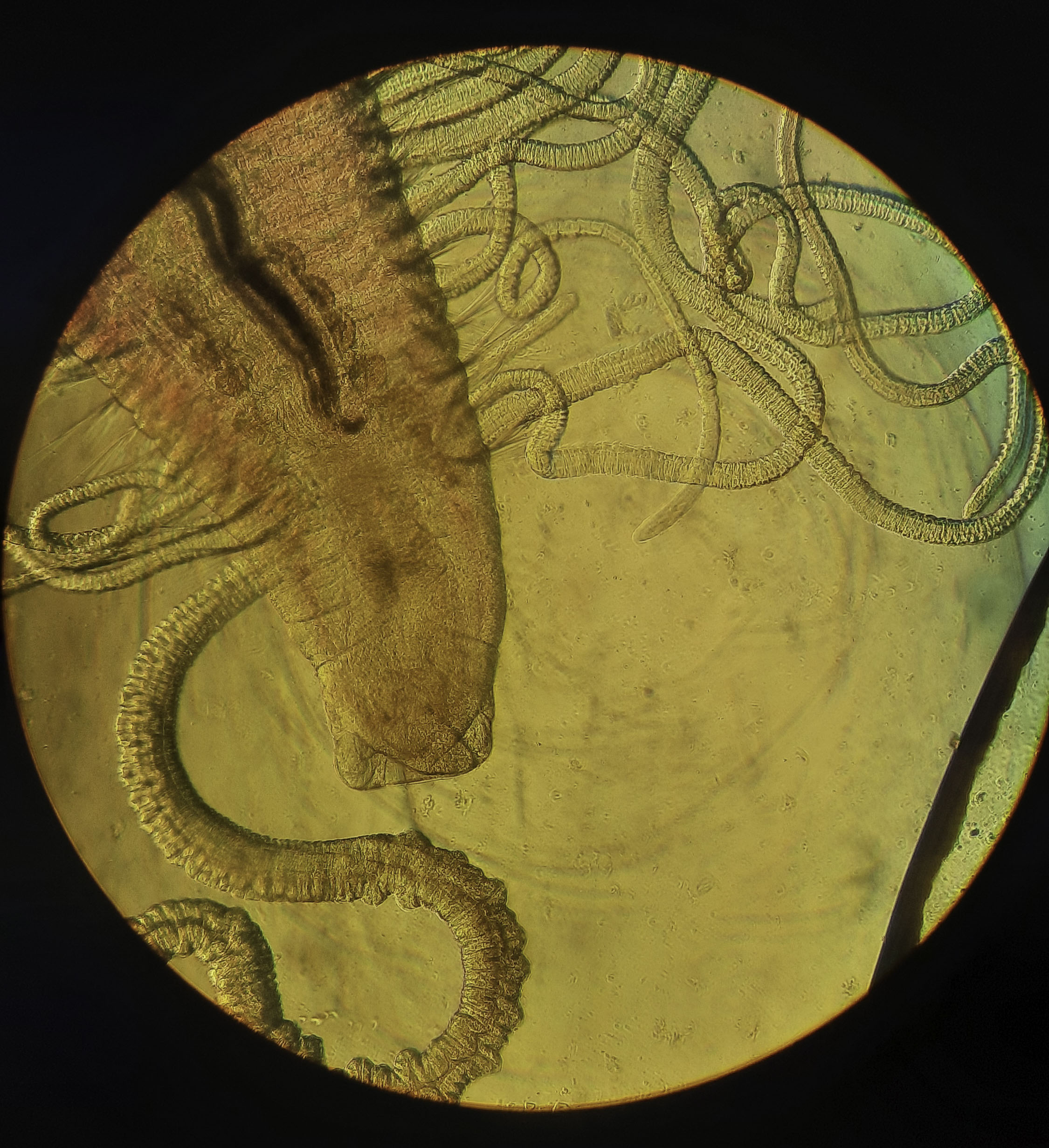 Geen idee, komt uit de zee