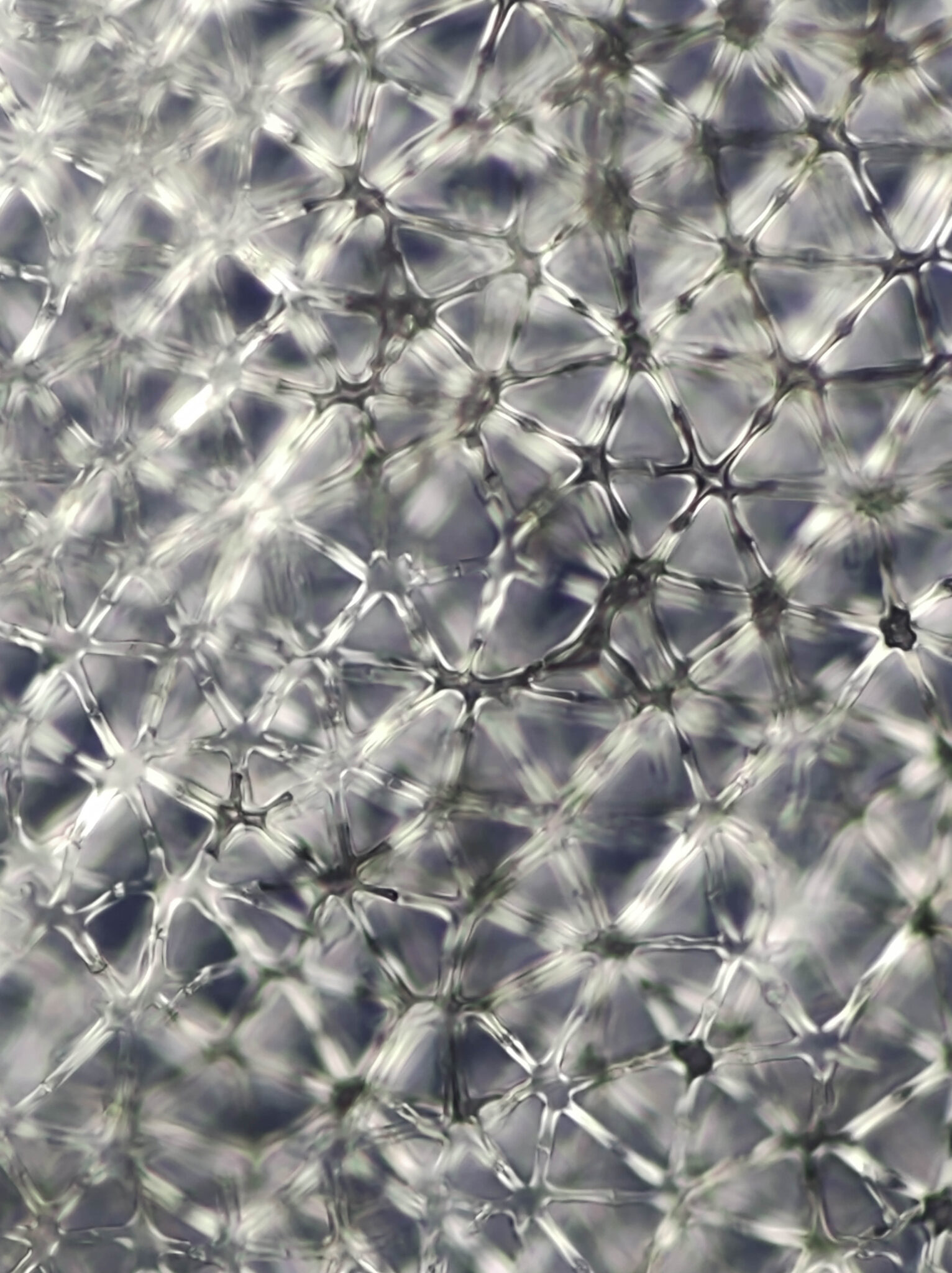 Pitrus parenchym dwarsdoorsnede.