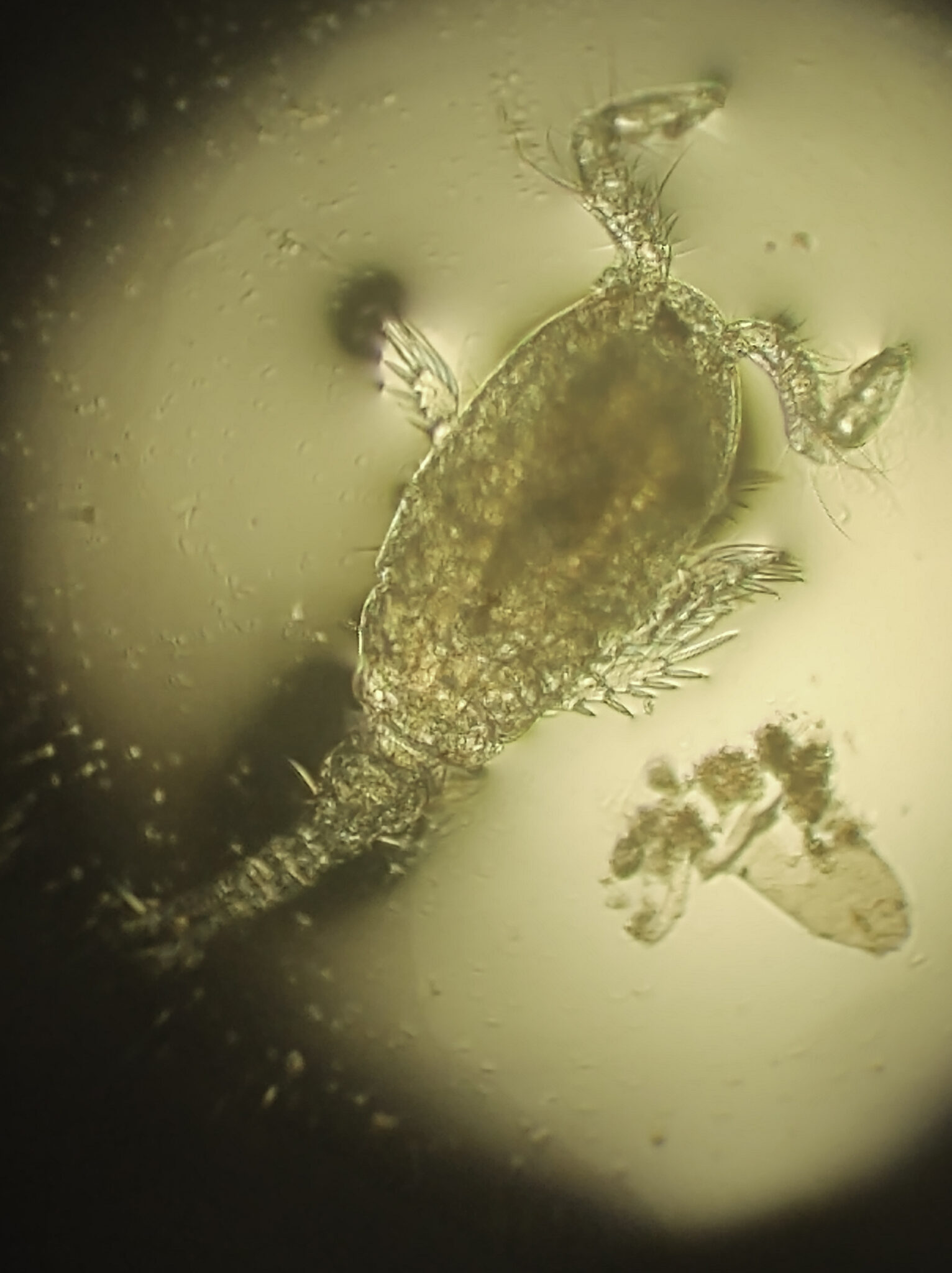 Het gouden uurtje in de vijver