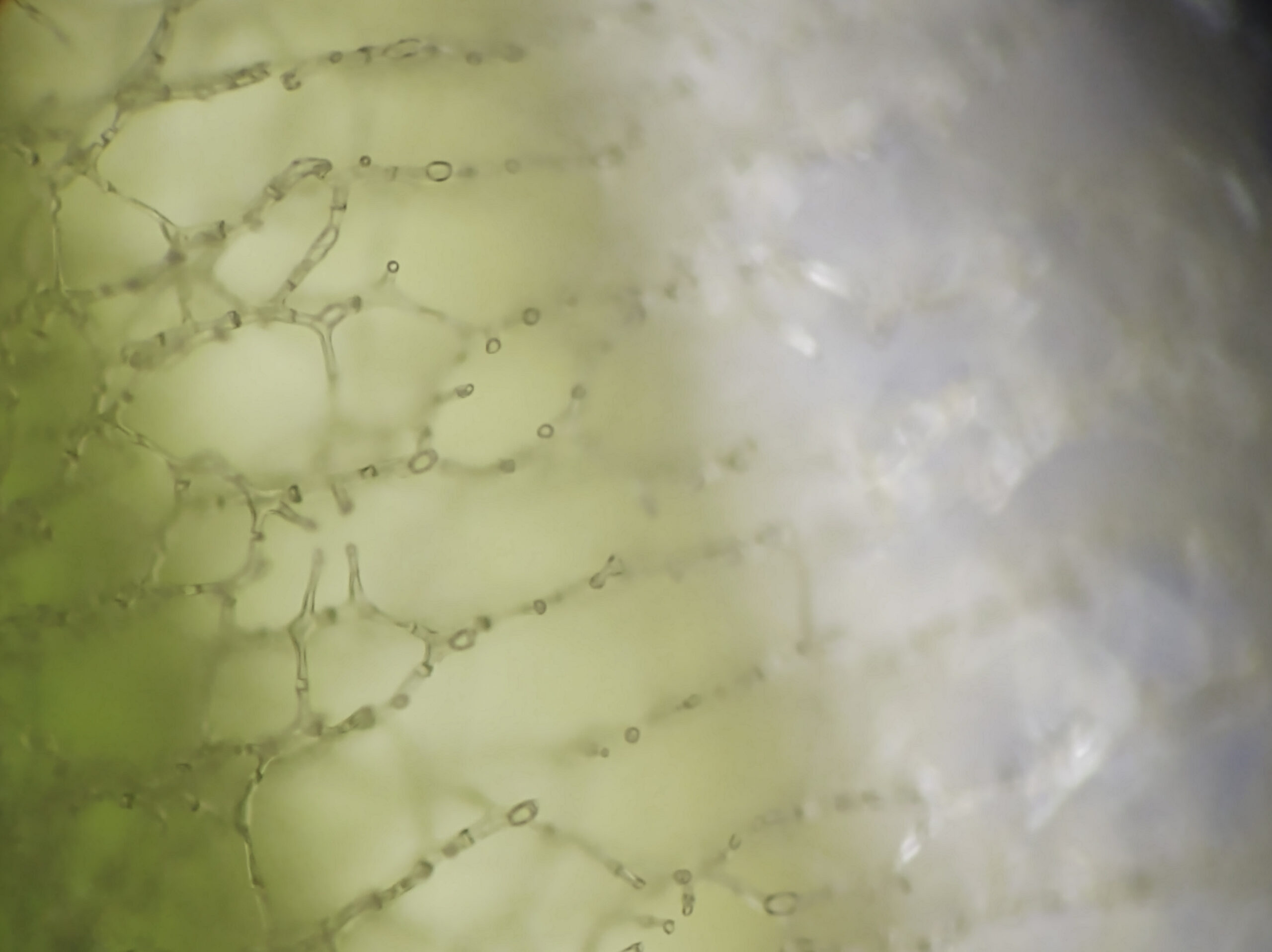 Pitrus lengte doorsnede.