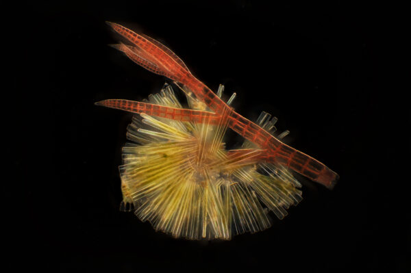 Planktonium – Short film and photo series about the unseen world of living microscopic planktonColonial diatoms, attached on red algae
