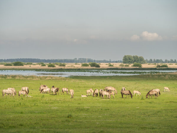 Kudde konik paarden Lauwersmeer gebied